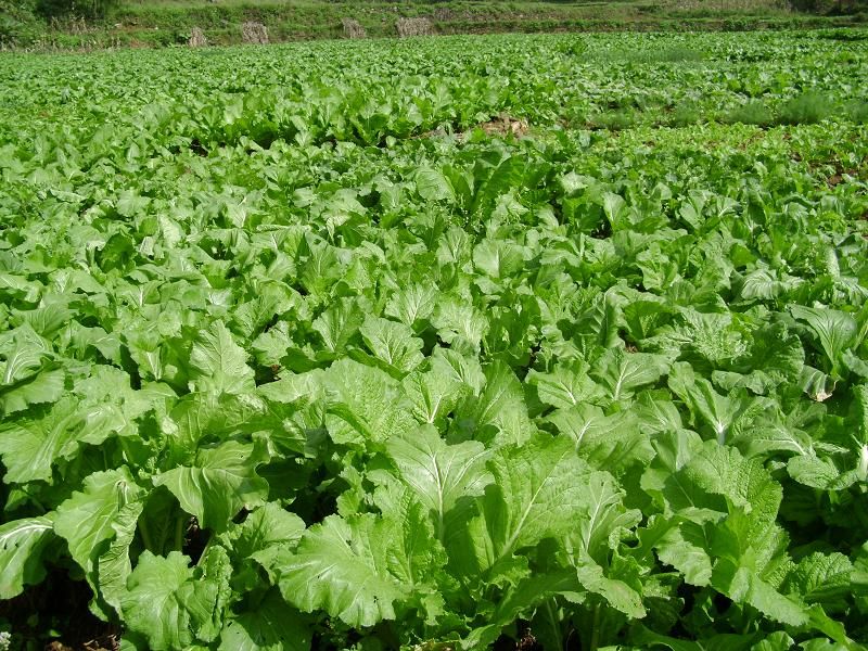 夏季蔬菜種植注意事項(xiàng)及病蟲害防治技術(shù)要點(diǎn)