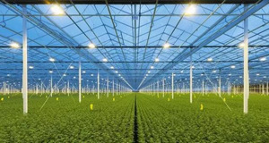 大型連棟溫室不適合中國，日光溫室是主要發(fā)展方向？