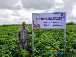 美菜網(wǎng)在烏蘭察布市建成萬畝馬鈴薯產(chǎn)業(yè)扶貧示范基地