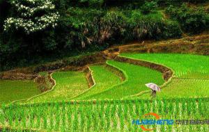 福建：農(nóng)業(yè)牽手物聯(lián)網(wǎng)農(nóng)耕增添新動能