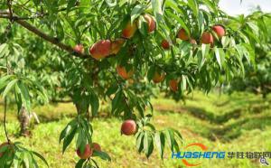 生態(tài)+智慧 蘇州工業(yè)園區(qū)現(xiàn)代農(nóng)業(yè)“創(chuàng)”出一片天