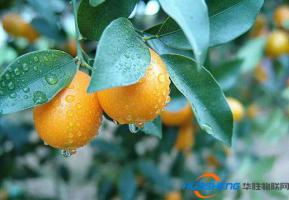 智慧物聯(lián)網(wǎng)成山區(qū)農(nóng)業(yè)“最強(qiáng)大腦”
