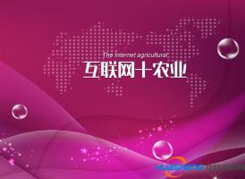互聯(lián)網(wǎng)+農(nóng)業(yè)創(chuàng)業(yè)，應(yīng)該這樣玩兒