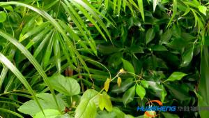 植物生長還能預(yù)測? 這個會為智慧農(nóng)業(yè)指明方向