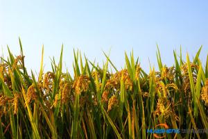 湖南千方萬計(jì) 力推農(nóng)業(yè)現(xiàn)代化