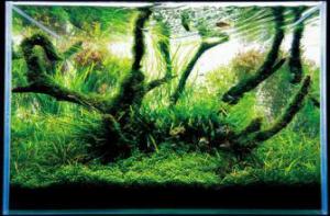 養(yǎng)魚用上智能APP　動動手指就能喂飽