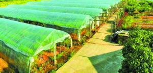 莊河市設施農業(yè)總面積達27萬畝