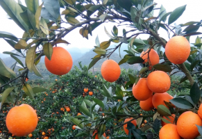 一顆秭歸臍橙背后的智慧農(nóng)業(yè)