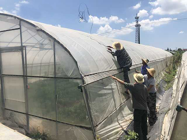 臺風“利奇馬”過境 加固大棚刻不容緩 災(zāi)后補救更不能停