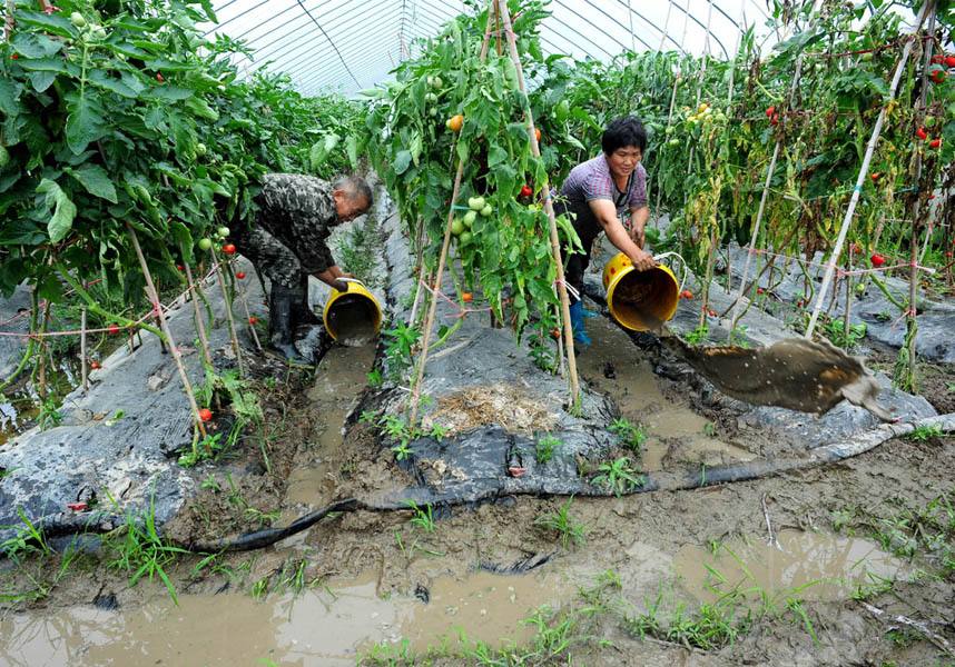 臺風“利奇馬”過境 加固大棚刻不容緩 災(zāi)后補救更不能停