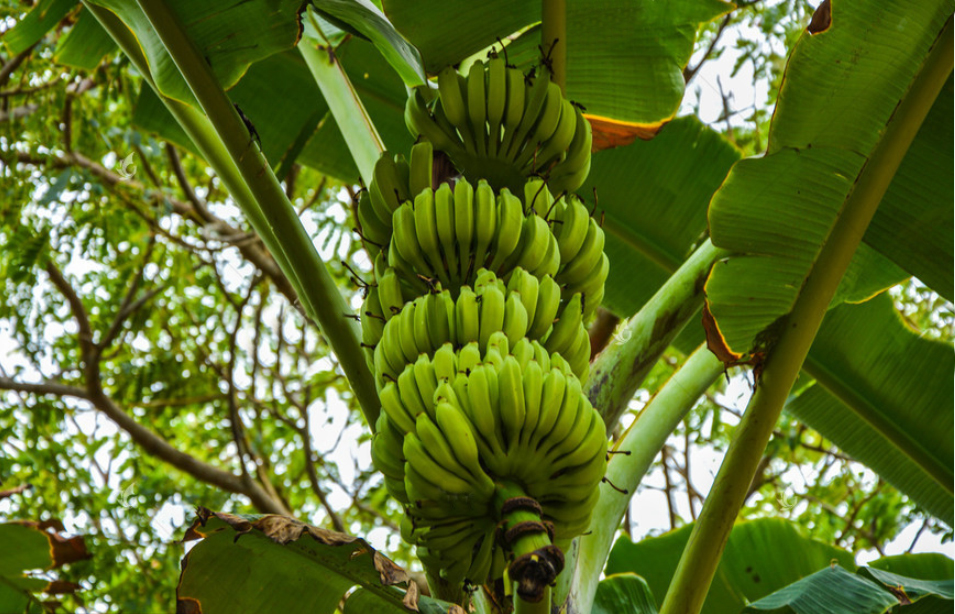 AI圖像識別技術(shù) 助農(nóng)業(yè)種植對抗病蟲害